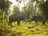 Elephant Camp
