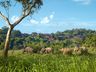 Elephant Camp