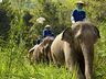Elephant Camp