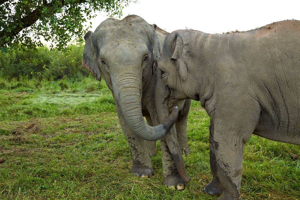 Elephant Camp