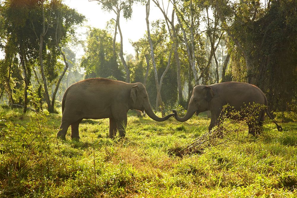 Elephant Camp