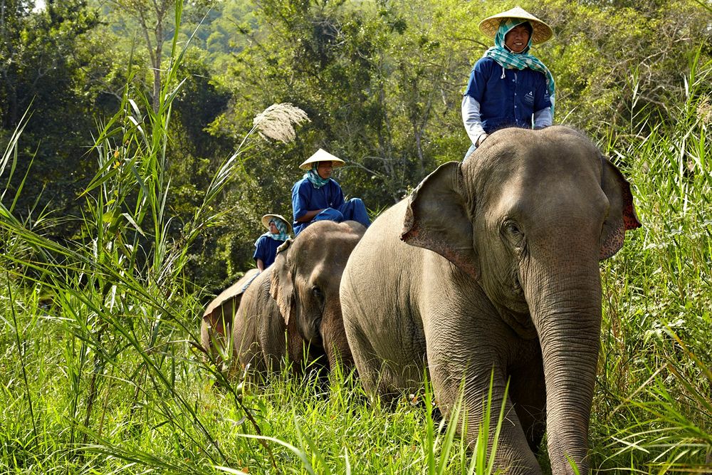 Elephant Camp