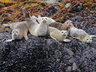 adorable harbor seal pups!
