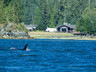 an orca comes to the resort for a visit