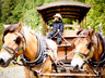 cowboy_wagon_draft_horses