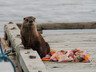 cute-as-a-button sea otter on our dock