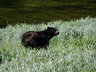 estuary bears, up close!