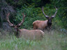 roosevelt elk, stunning creatures