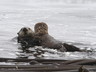 two sea otters in love!