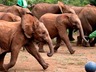 David Sheldrick Wildlife Trust
