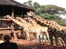 AFEW Giraffe Centre