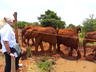 Adopt an Elephant
