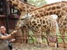 AFEW Giraffe centre
