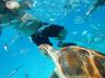 Swim with Turtles