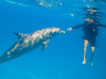 Scuba