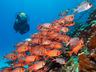Under the sea