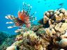 Under the sea