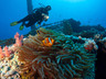 Ocean Dive Centre