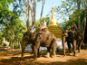 Elephants