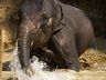 Elephants
