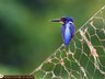 Bird Watching