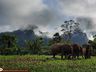 Elephants