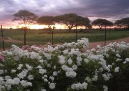 Aloegrove Safari Lodge