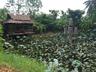 Pond
