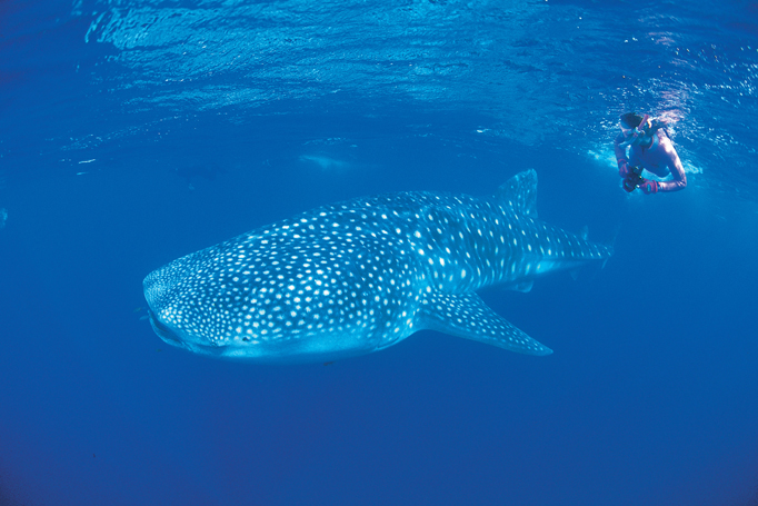 Whale Shark Swim