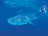 Whale Shark Swim
