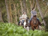 Horses & Ponies