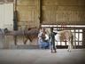 Horses & Ponies
