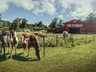 Horses & Ponies