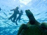 Turtle Snorkel Sail