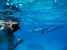Ko Olina Ocean Dolphin Snorkel Tour
