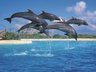 Starwood Dolphin Connection