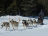 Dog Sledding