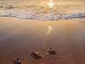 Weekly Turtle Release