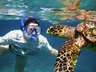 Dive
