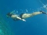 Dive