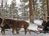 Sleigh Rides