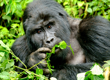 Nkuringo Bwindi Gorilla Lodge