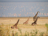 Lake Manyara Serena Lodge