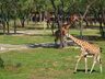 Safari