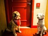 Pet-Friendly