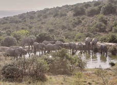 Amakhala Game Reserve - Hlosi Game Lodge
