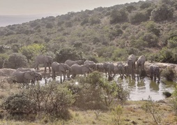 Amakhala Game Reserve - Hlosi Game Lodge