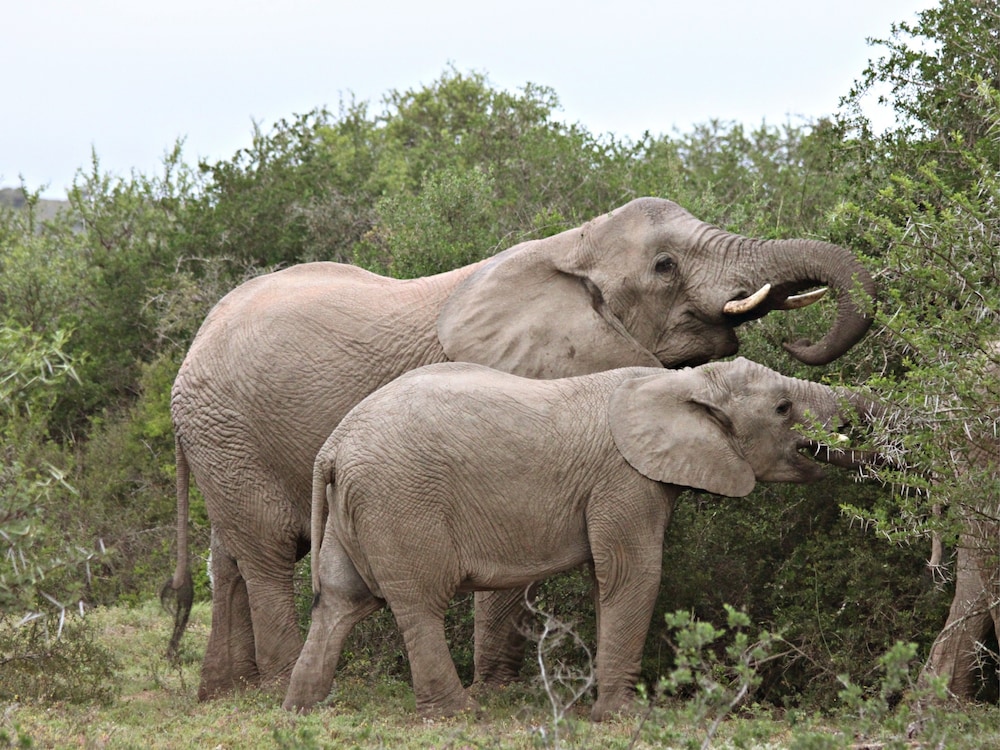 Safari