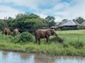 Main Exterior - Elephants