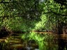 Bentota River and Mangrove